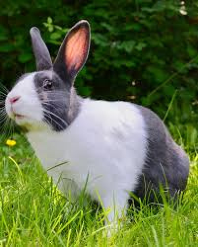 Rabbit